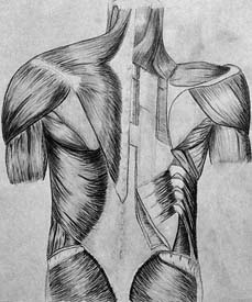 Back Dissection Drawings after Netter - click to enter