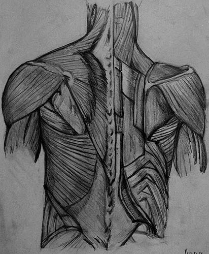 pencil drawing, back dissection - links to next