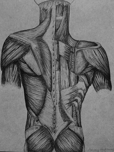 drawing of back dissection - click for next