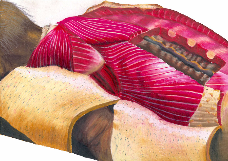 Colored Pencil on paper; Click Here for next image