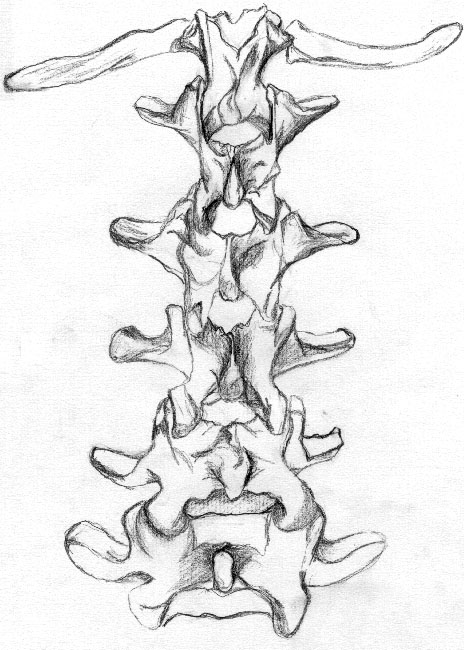 vertebrae; Links to Next Gallery