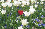 Red Tulip  - Click to Enter