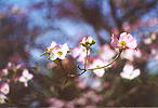 Blossoms  - Click to Enter
