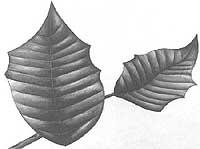 by John Seagle; Leaves close-up