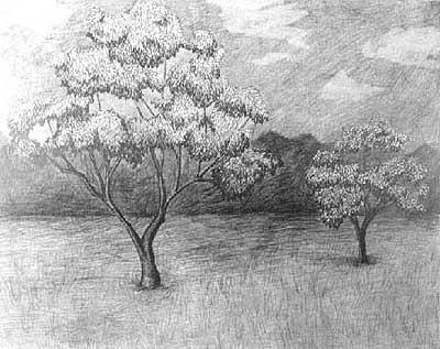 trees in field drawing