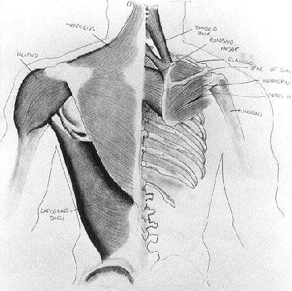 Copy of Medical Illustration