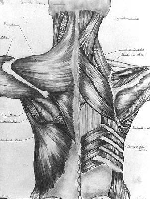 pencil - copy of back dissection