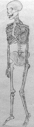 pencil drawing of skeleton