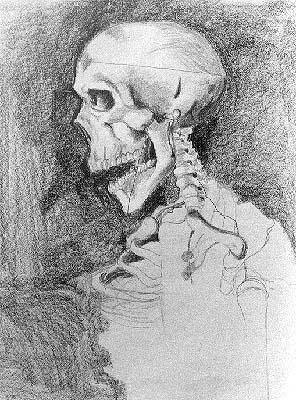 skull & neck bones