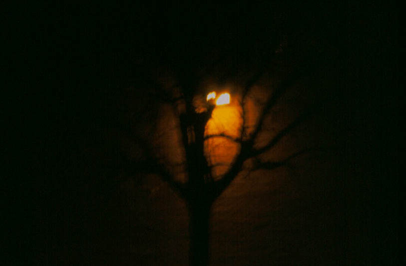 Tree at Night - silhouette