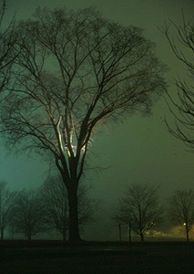 Tree at Night - Spring 2005 Portfolio