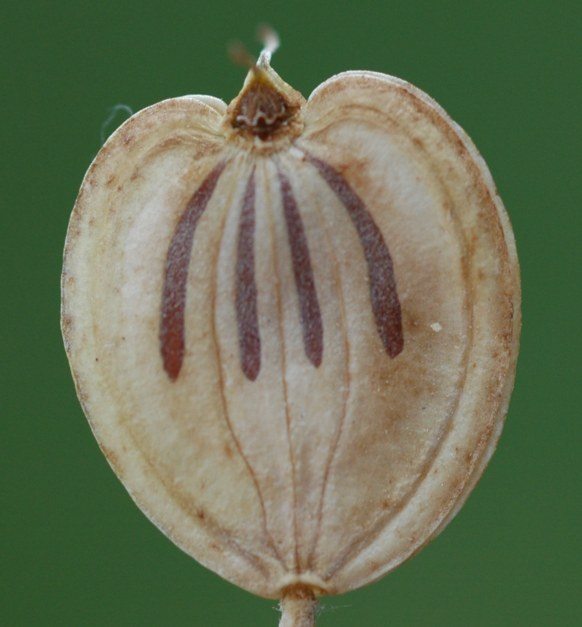 Heracleum sphondilium