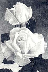 White Roses 2003-05, (96KB JPG)