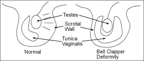 Diagram of the Testicals