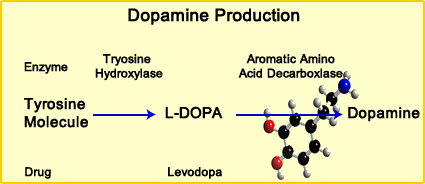 Production of Dopamine