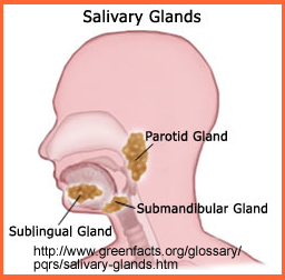 Salivary Anatomy