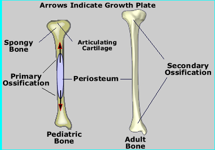 Bone Growth Labeled
