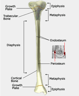 Diagram Long Bone