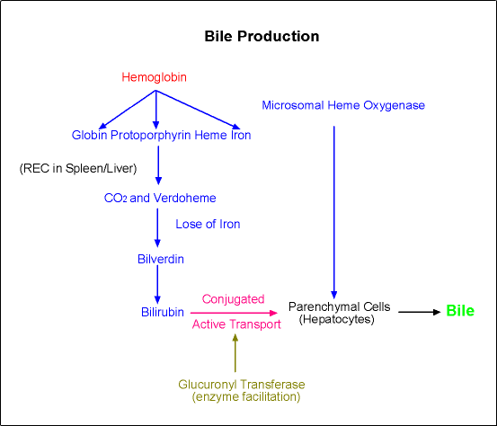 bileproduction.gif - 8917 Bytes