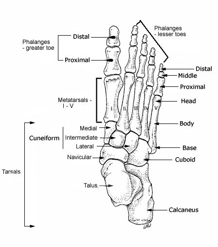 Diagram Foot