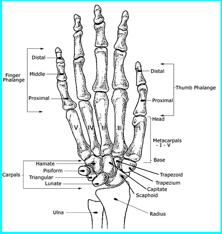 Anatomy Of The Hand Bones