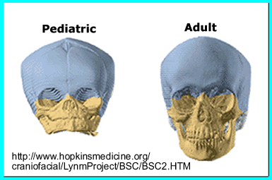Compare Pediatric to Adult - Skull