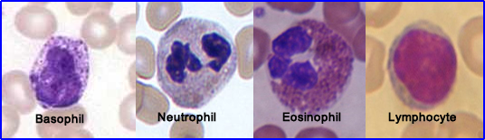 Types of White Cells