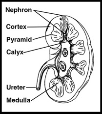 kidneynephron.jpg - 25681 Bytes