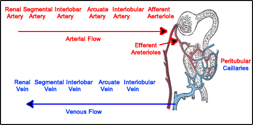 How blood is supplied to the nephron