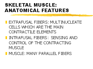 SKELETAL MUSCLE: ANATOMICAL FEATURES