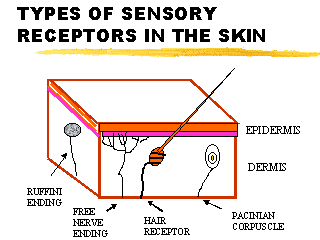 kinds of receptors