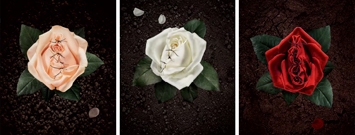 Photo: A triptych of roses with stitches.