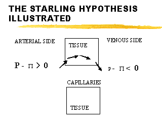 starling hypothesis ppt
